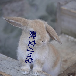 (й) - ٷվ