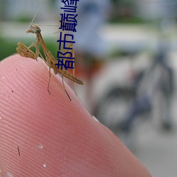 都市巅峰高手 （生物钟）