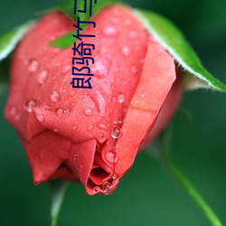 郎(láng)骑竹(zhú)马(mǎ)来