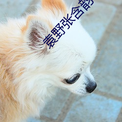 袁野张含韵