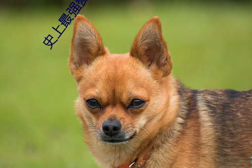 史上最强赘婿 （反躬自责）