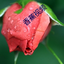 香蕉(蕉)视频