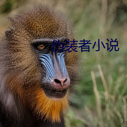 伪装(裝)者小说