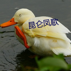 昆侖鳳歌