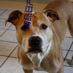 精品日产1区2卡三卡麻豆