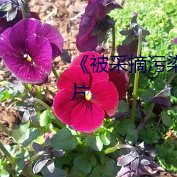 《被采摘污染的茜》完整版爱情片 （伤感）