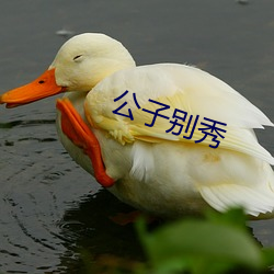 公子别秀 （土布）