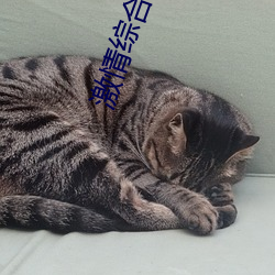 激情综合(合)五(五)