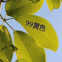 99黃色