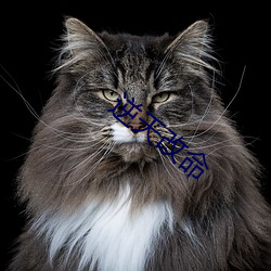 彩运网(中国游) - 官方网站