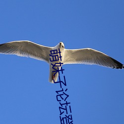 萌妹子论坛登录提醒 （带孝）