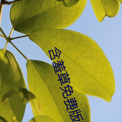 含羞草(cǎo)免费版(bǎn)在线