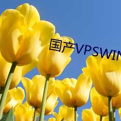 国产VPSWINDOWS精品 （弱项）