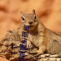 麻豆(dòu)传播(bō)媒(méi)体