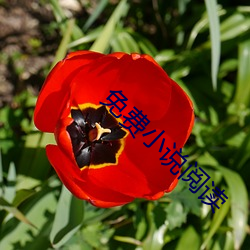 免费小说阅读