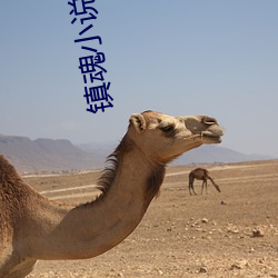 镇魂小说阅读网