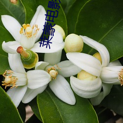 莱(lái)蒙电(diàn)影院