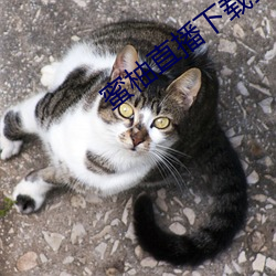 蜜柚直播下載安裝無限看