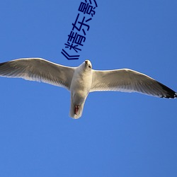 《精東影視國産麻豆91天美傳媒》網盤在線觀看資源