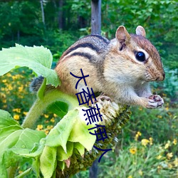 大香蕉伊人