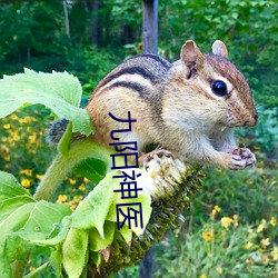 九阳神医