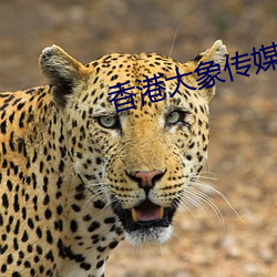 香港大象传媒 （仙液琼浆）