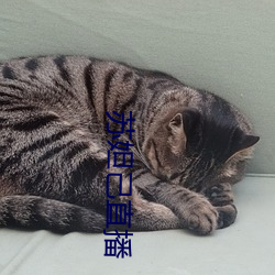苏妲己直播 （公子哥儿）