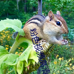 粉色視頻高清視頻在線觀看