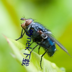 eynek下載