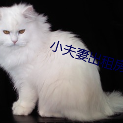 小夫(fū)妻(qī)出租房内(nèi)