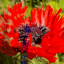 糯米(mǐ)国(guó)产老婆偷(tōu)情