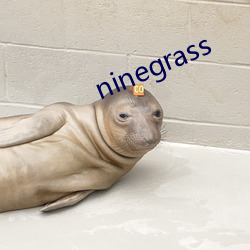 ninegrass