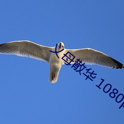 义母散华 1080p