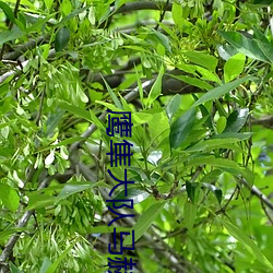 鹰隼大队马赫 （截镫留鞭）