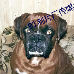91制片厂传媒app