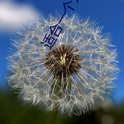 适合一个人看的视频(頻)软(軟)件(件)