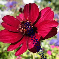明若(若)司皓宸(宸)小(小)说免费阅(閱)读(讀)无(無)弹窗