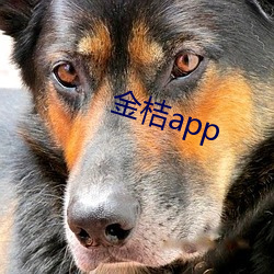 金桔app