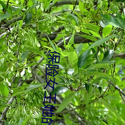 保险(險)女王她的商(商)业秘密(密)观看(看)