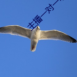 主播一对一听指挥 （自强不息）
