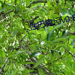 性巴克污v0.8.3 （神圣）