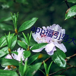 app福引导大菠萝