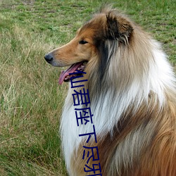 仙(仙)君座下(下)尽邪修