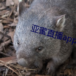亚蜜直播app新版本