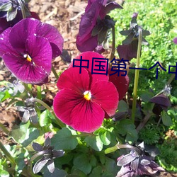 中国第一个(個)中(中)子弹叫什(什)么