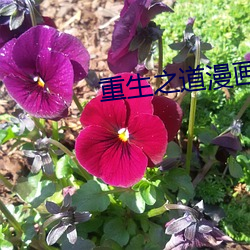 重生之道漫画免费(費)全(全)集在(在)线