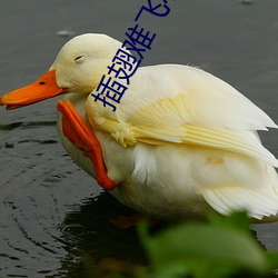 插翅難飛小說