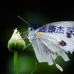 許劍 康傑 深圳 合租