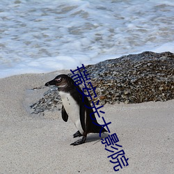 瑞安光大影院 （栋折榱坏）