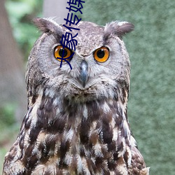 大象传(chuán)媒app下载